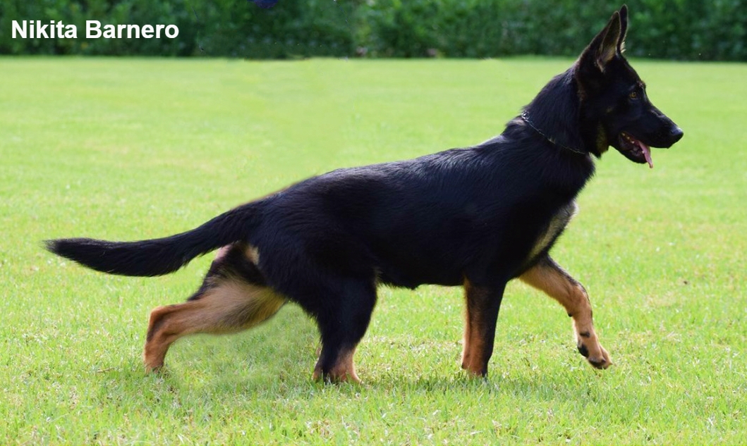 Rich bicolor hot sale german shepherd